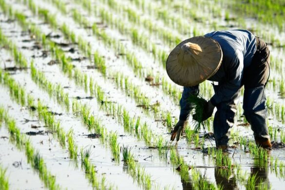 Κίνα: Ετήσια αύξηση 14,9% κατέγραψαν οι χορηγήσεις των δανείων της αγροτικής οικονομίας στα τέλη του 2023
