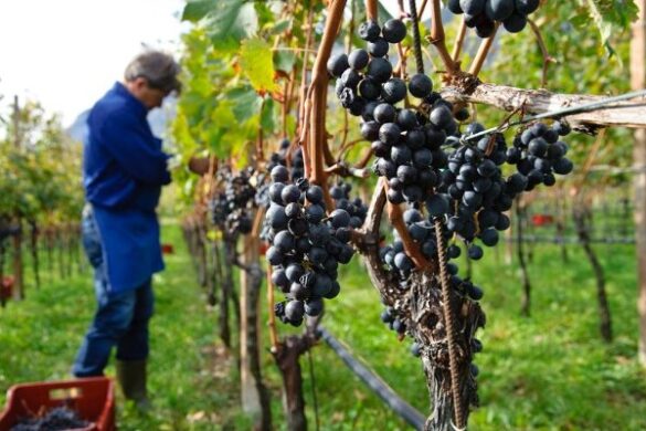 Αχαΐα: Στον «αέρα» ο τρύγος εξαιτίας της έλλειψης εργατών