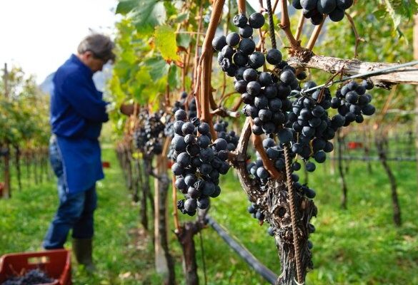 Αχαΐα: Στον «αέρα» ο τρύγος εξαιτίας της έλλειψης εργατών