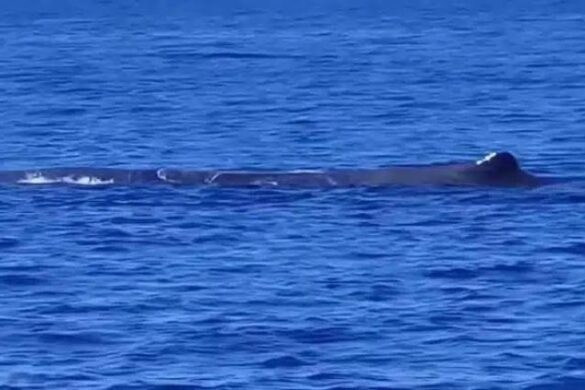 Φάλαινα φυσητήρας εμφανίστηκε ανοιχτά της Ζακύνθου