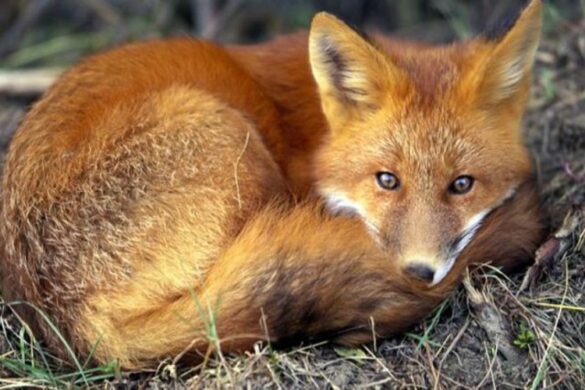 Λύσσα: Πού και πότε ξεκινά ο εμβολιασμός των κόκκινων αλεπούδων