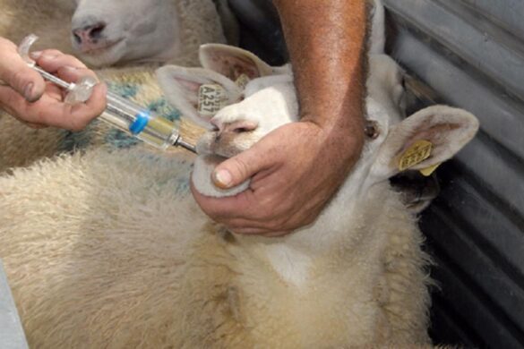 Αντιμικροβιακά φάρμακα στα ζώα – Αιτιολογημένη συνταγή