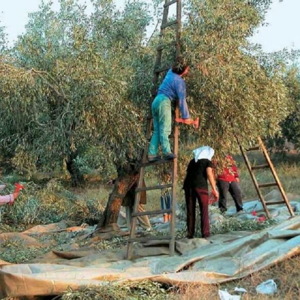 Μ. Χιλετζάκης: Περυσινό λάδι που πουλήθηκε 5 ευρώ το λίτρο το βλέπουμε στο ράφι με 13,25 ευρώ