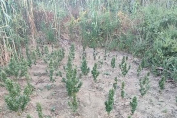 Φυτεία με 80 δενδρύλλια κάνναβης στην Ηλεία – Από την… παραγωγή στην “αγορά”