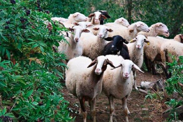 Λακωνία: Εντοπίστηκαν κρούσματα φυματίωσης των αιγοπροβάτων