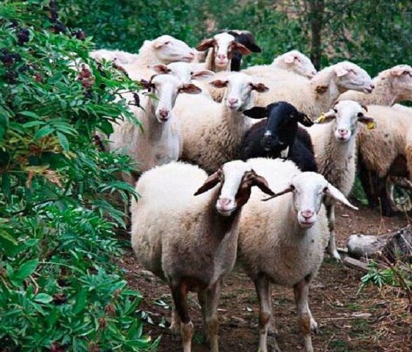 Λακωνία: Εντοπίστηκαν κρούσματα φυματίωσης των αιγοπροβάτων