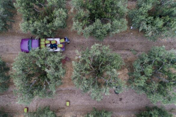 Ξεκινούν οι αγροτικές πληρωμές, πώς θα κατανεμηθούν οι επιδοτήσεις – Ποιοι μένουν εκτός