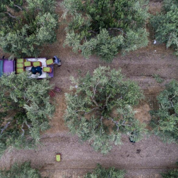 Ξεκινούν οι αγροτικές πληρωμές, πώς θα κατανεμηθούν οι επιδοτήσεις – Ποιοι μένουν εκτός
