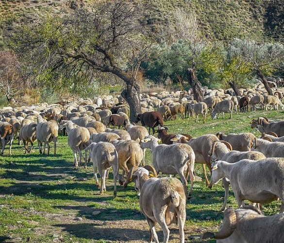 Αποφασισμένοι να κατέβουν στους δρόμους οι κτηνοτρόφοι – Πανελλαδική συνάντηση στη Λάρισα