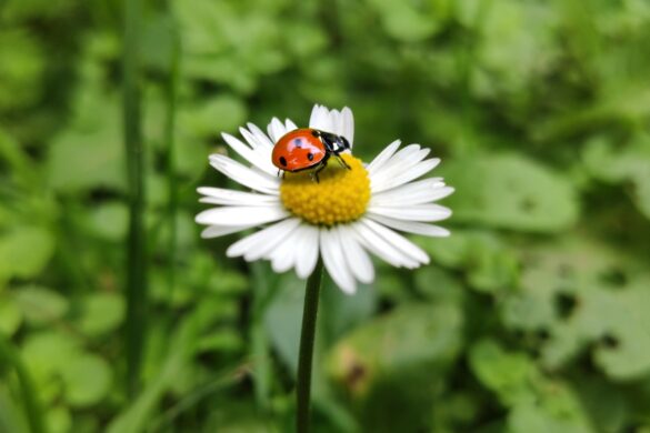 Ανεβαίνει η θερμοκρασία – Ηλιόλουστο το Πάσχα