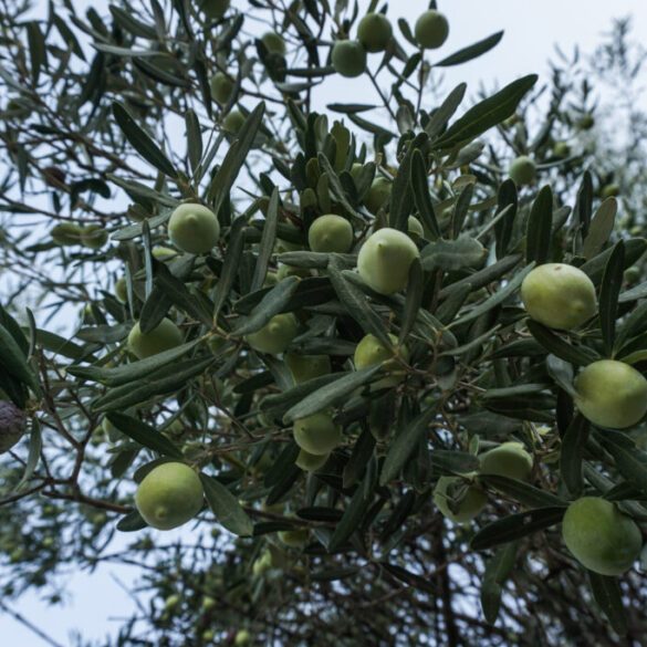 Ελιά: Με αλγόριθμο η πρόβλεψη για τη συγκομιδή – Πώς λειτουργεί