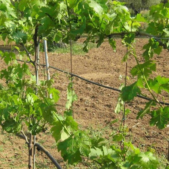Αχαϊα: Ξεκίνησε η υποβολή αιτήσεων για άδειες νέας φύτευσης ποικιλιών αμπέλου 2026