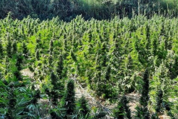 Μεσολόγγι: 800 χασισόδεντρα εντόπισαν αστυνομικοί από την Πάτρα – Αναζητούνται οι καλλιεργητές