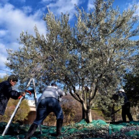 Σε πέντε χρόνια τα πρώτα πιστοποιηµένα ελληνικά δενδρύλλια ελιάς
