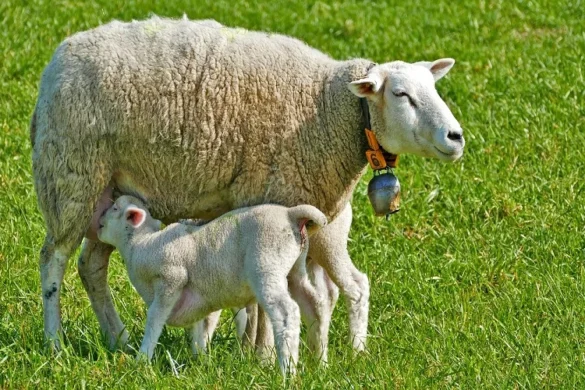 Θεσσαλία: Πρόγραμμα ενίσχυσης της βιοασφάλειας στις ζώνες προστασίας για την ευλογιά