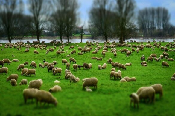 Οικολογικά σχήματα: «Δασολιβαδικά συστήματα» με 10 ευρώ/στρέμμα