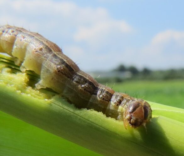 Spodoptera frugiperda: Πώς θα αντιμετωπιστεί ο επιβλαβής οργανισμός όταν εντοπιστεί στους αγρούς