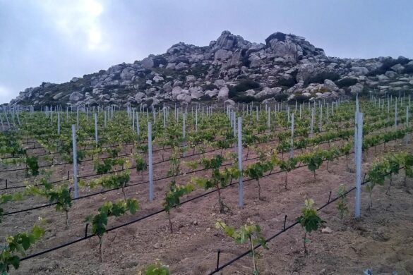 Ο δημιουργός του πιο ακριβού κρασιού στον κόσμο καταπιάνεται με τα αμπέλια της Νάξου