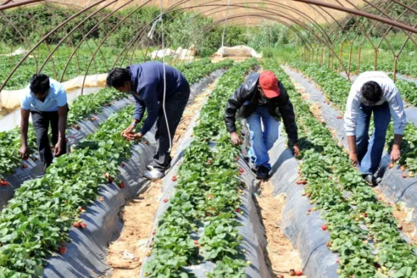 Ηλεία: Επιστάτης φέρεται να απειλούσε εργάτες και να τους ανάγκαζε να δουλεύουν τζάμπα