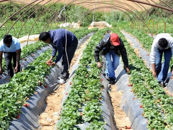 Ηλεία: Επιστάτης φέρεται να απειλούσε εργάτες και να τους ανάγκαζε να δουλεύουν τζάμπα