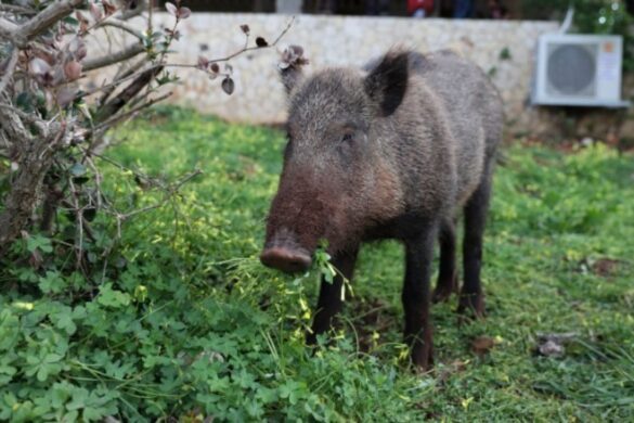 Ένα ζευγάρι δέθηκε τόσο με έναν αγριόχοιρο που τον έκανε κατοικίδιο του