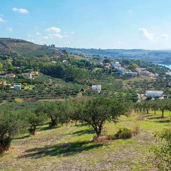 Τι συμβαίνει με το ελαιοκομικό μητρώο, τι θα ισχύσει με τα πρόστιμα