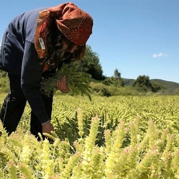 Έγκριση επιλαχόντων Σχεδίων ζητά η συντονιστική επιτροπή Κεντρικής Ελλάδος
