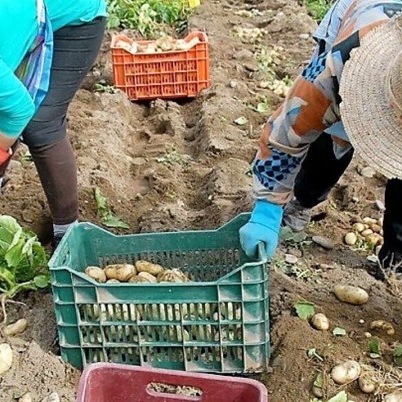 Greekfarms.gov.gr: Ένα παράθυρο σε όλο τον κόσμο για τα ελληνικά αγροδιατροφικά προϊόντα