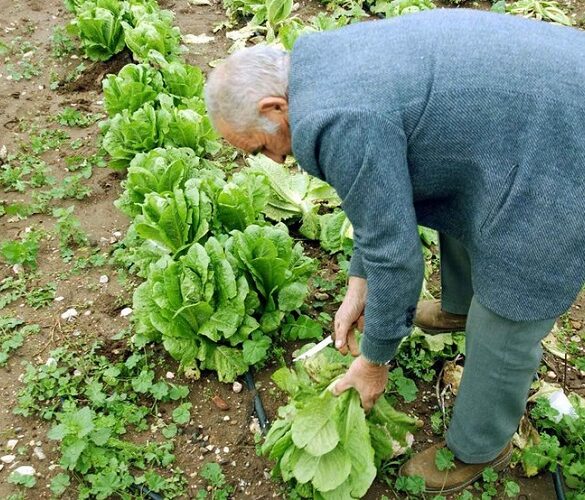 Ασφαλιστικό: Τι ισχύει για τους απασχολούμενους συνταξιούχους αγρότες