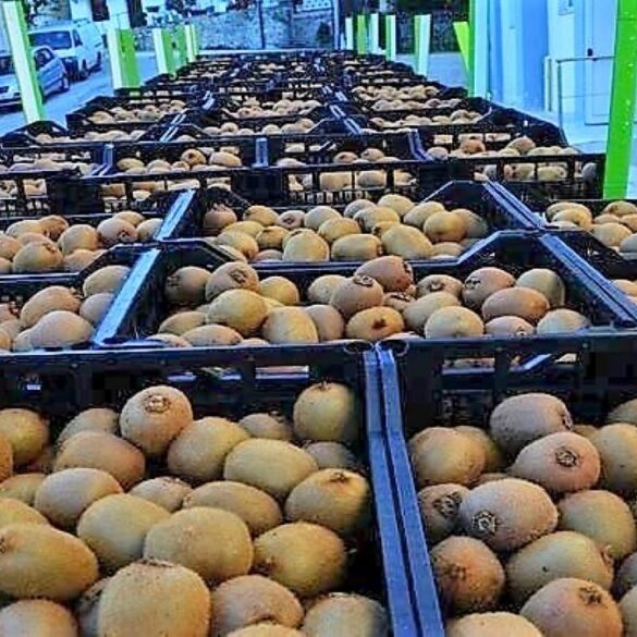 «Άνοιξε» η αγορά της Ταϊλάνδης για το ελληνικό ακτινίδιο
