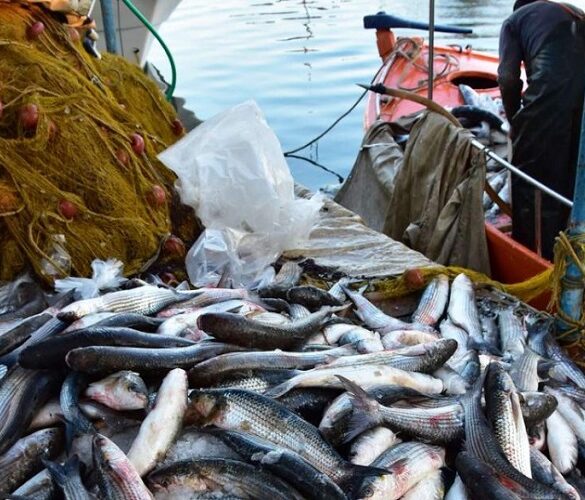 ΕΕ: Περίπου 3,4 εκατ. τόνους ψάρια αλιεύτηκαν το 2022