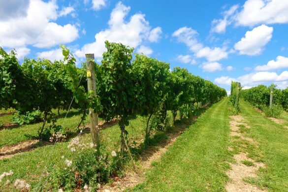 ΚΑΠ: Καθορίστηκε το πλαίσιο της αναδιάρθρωσης αμπελώνων – Τα ποσά και οι δικαιούχοι