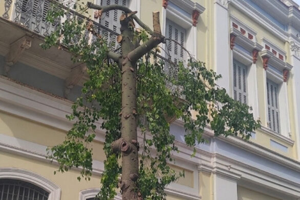 Παρέμβαση Σ.Α.Ν.Α: Αστικό Πράσινο στην Πάτρα–Από τον Καλλωπισμό στη Στρατηγική Επιβίωσης
