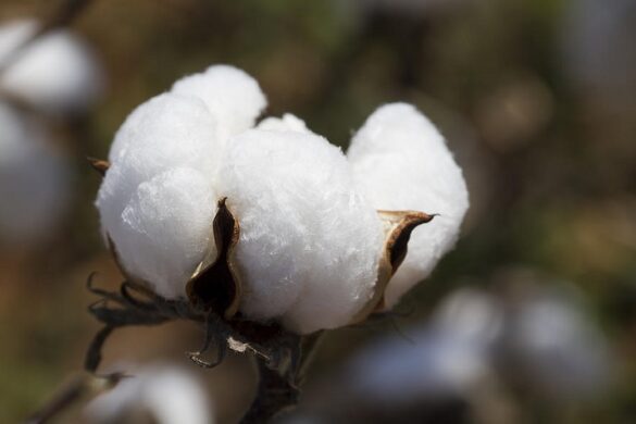 ΔΟΒ: Στις 6 Μαρτίου το 4ο Πανελλήνιο Συνέδριο για το βαμβάκι