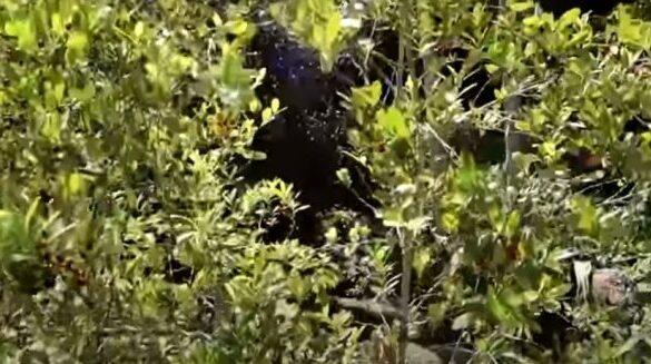 Καλλιεργώντας καφέ αντί για κόκα