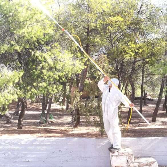 Ξεκινούν την Παρασκευή δολωματικοί ψεκασμοί για τον δάκο της ελιάς στην ΠΕ Αιτωλοακαρνανίας