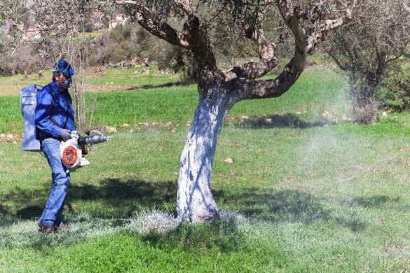 Ελια: Ξεκινά το πρόγραμμα δακοκτονίας στη Μεσσηνία