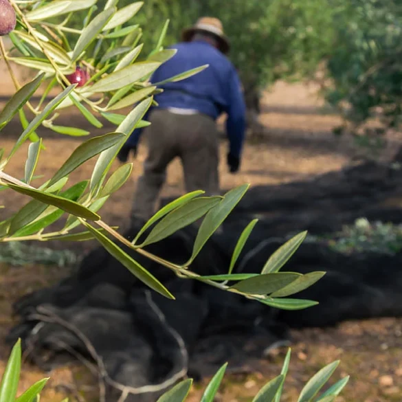 Η τεχνολογία στη μάχη του δάκου