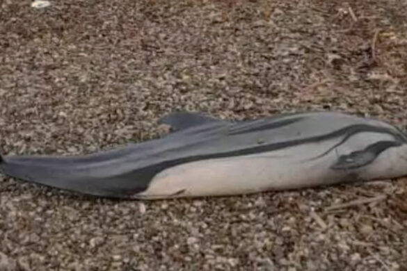 Νεκρό δελφίνι στο κάστρο Ρίου