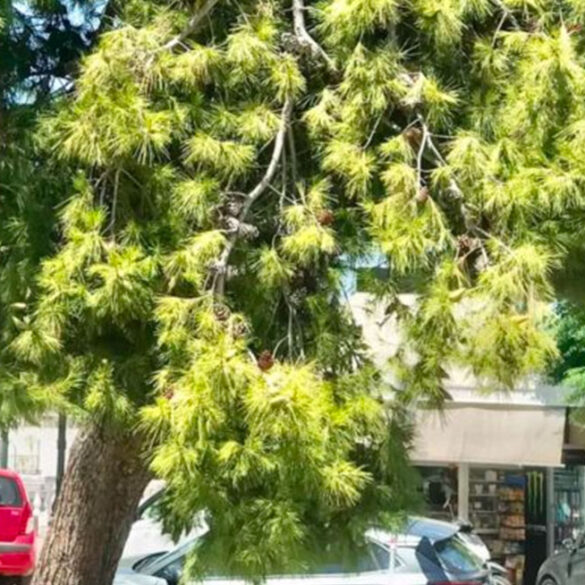 Πάτρα: Αναστάτωση από πτώση μεγάλου κλαδιού στα Υψηλά Αλώνια