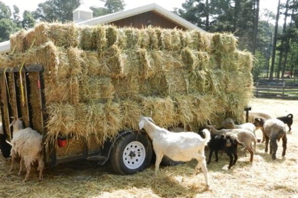 Δυτική Αχαΐα: Νέα ενισχυμένη στήριξη των Κτηνοτρόφων λόγω ευλογιάς – Με 50% αύξηση της αποζημίωσης για ζωοτροφές