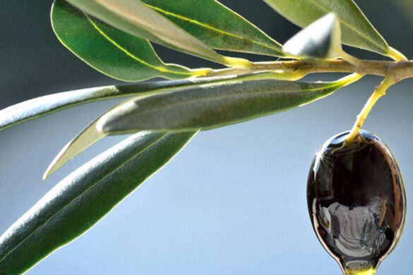 Φυτοφάρμακα: Τι ισχύει με τα ανώτατα όρια υπολειμμάτων της ουσίας phosmet σε ελαιόλαδο