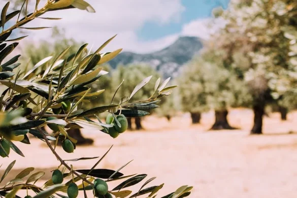 Ελιά: Πώς θα κατανεμηθεί το εποχικό προσωπικό για τη δακοκτονία 2023