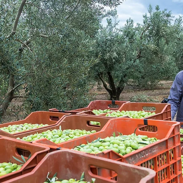 Πάει πίσω η υποβολή δηλώσεων συγκομιδής ελαιοκάρπου, από πότε θα βάζουν πρόστιμα