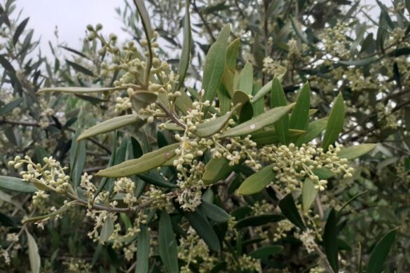 Ελαιόλαδο: Μειωμένη παραγωγή στη Δυτική Ελλάδα λόγω της ανομβρίας