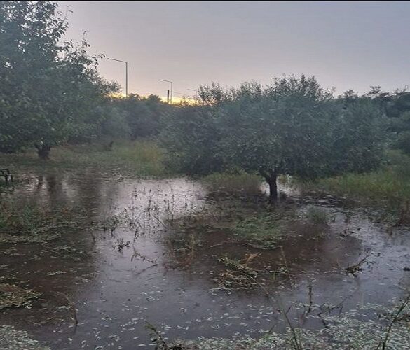 Κακοκαιρία Daniel: «Τσάκισε» ελαιόδεντρα και οπωρώνες