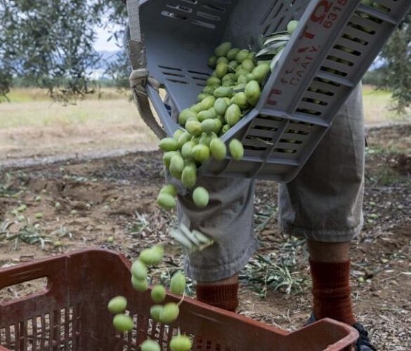 Εθνική ΔΟΕΠΕΛ: Σοβαρές συνέπειες για την επιτραπέζια ελιά η έλλειψη εργατών γης