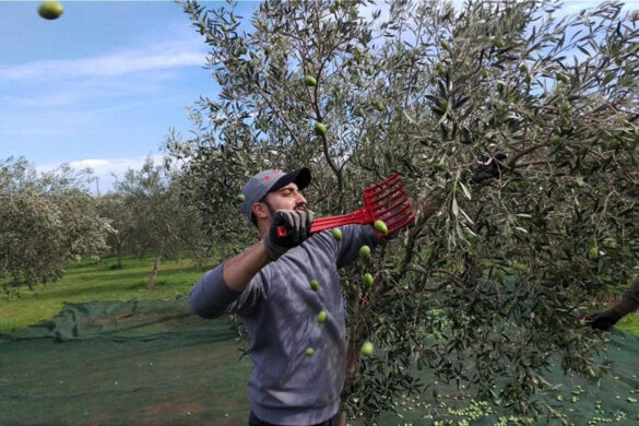 Συστράτευση μικρών ελαιοπαραγωγών για την αύξηση τιμών