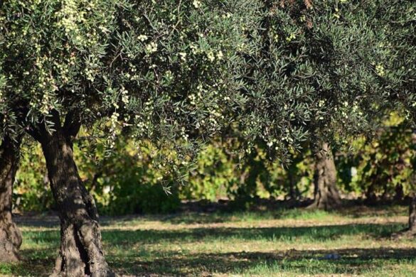 Δυτική Ελλάδα: Αγρότης βρήκε ανθρώπινο κρανίο στο κτήμα του