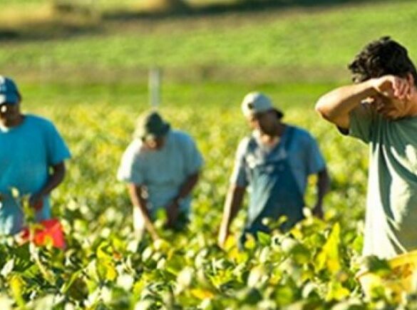 Αγροτική παραγωγή: Μειώθηκε κατά 1,5% το 2023 – Τι δείχνουν τα στοιχεία για την Ελλάδα
